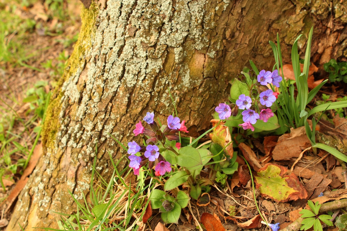 17 Beautiful Plants To Grow Under Trees For Landscaping – Image 13