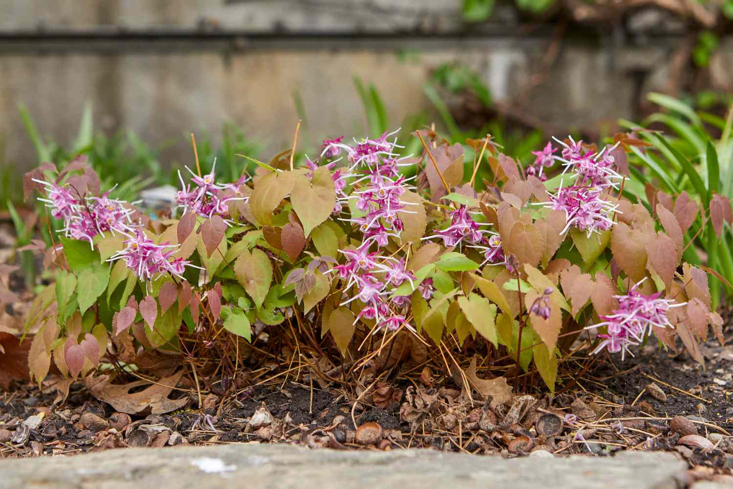 17 Beautiful Plants To Grow Under Trees For Landscaping – Image 19