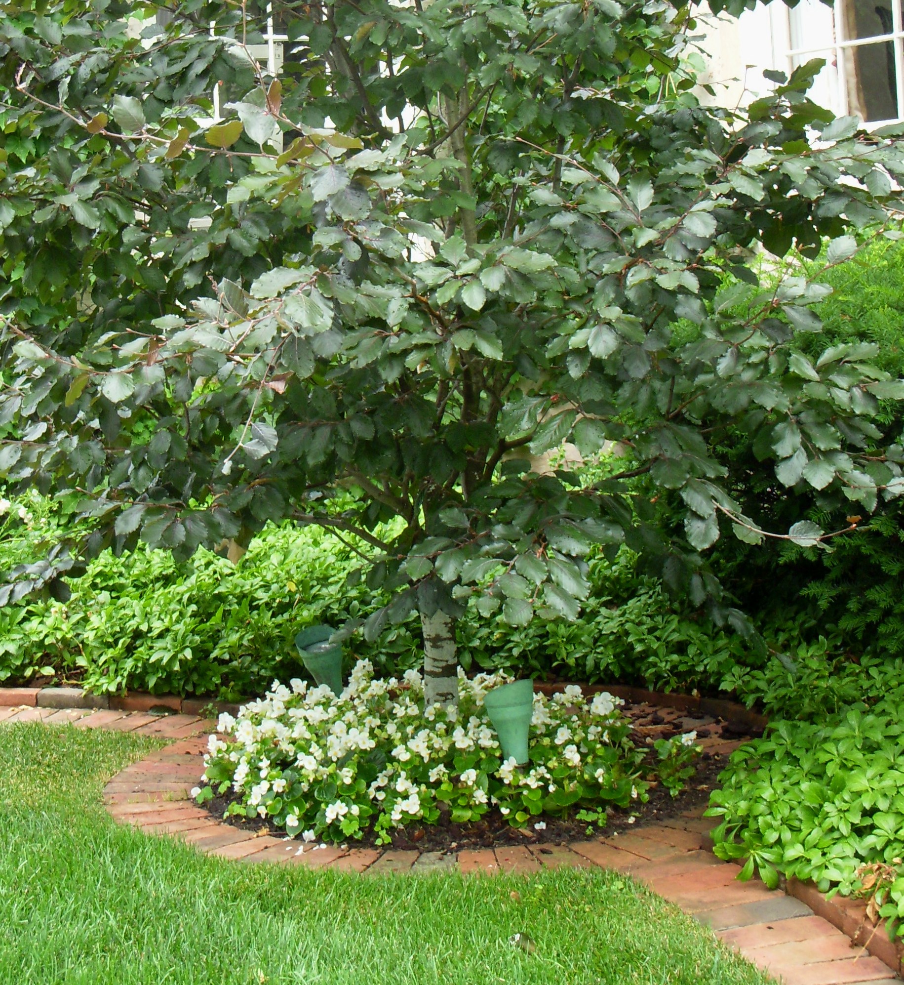 17 Beautiful Plants To Grow Under Trees For Landscaping – Image 21
