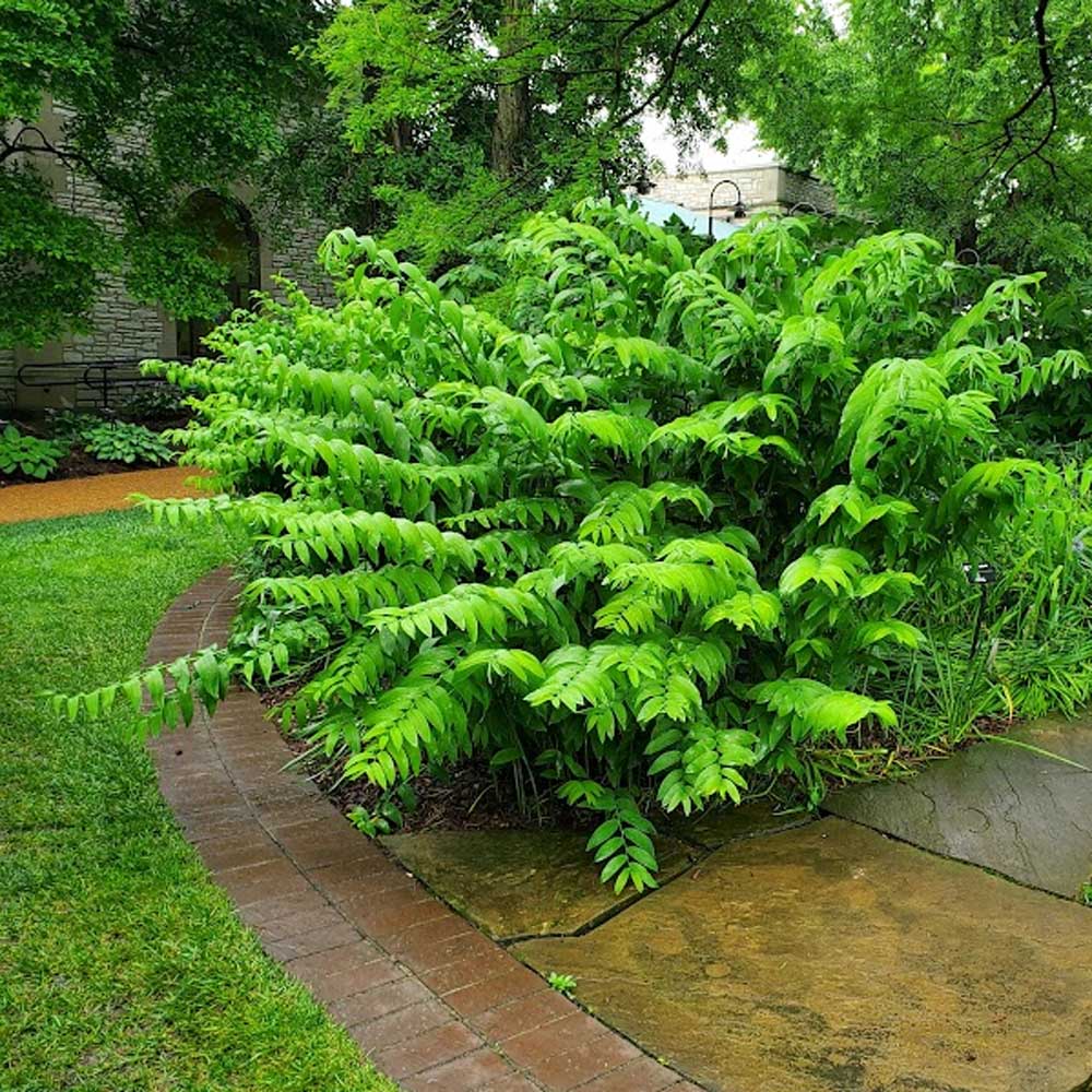 17 Beautiful Plants To Grow Under Trees For Landscaping – Image 23