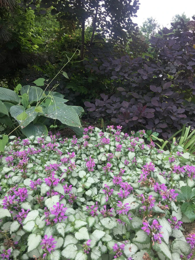 17 Beautiful Plants To Grow Under Trees For Landscaping – Image 25