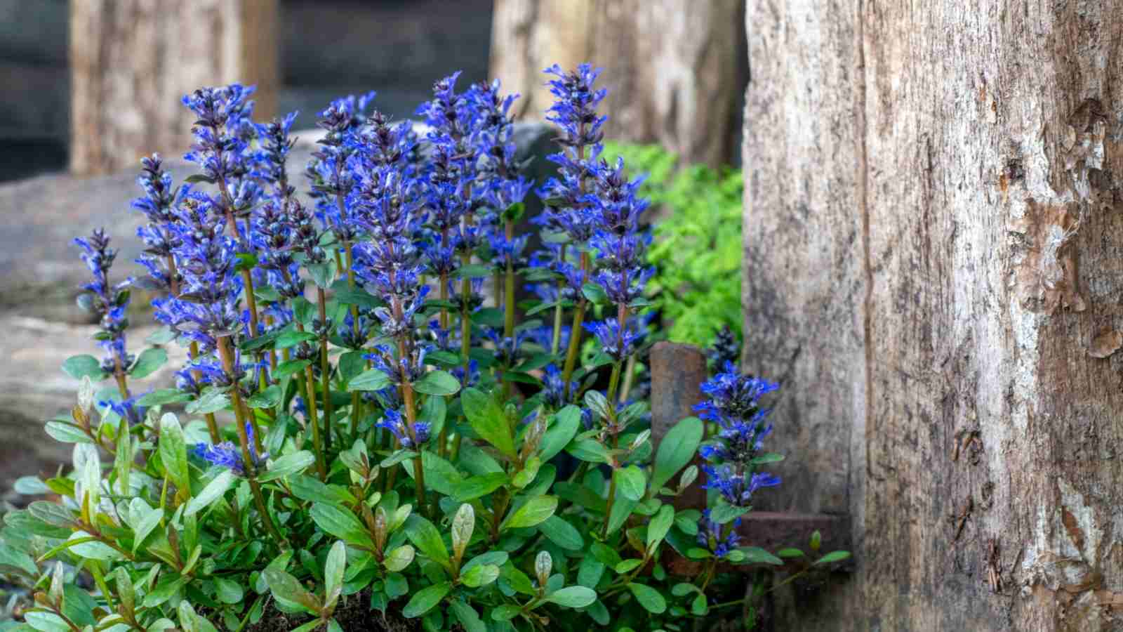 17 Beautiful Plants To Grow Under Trees For Landscaping – Image 27