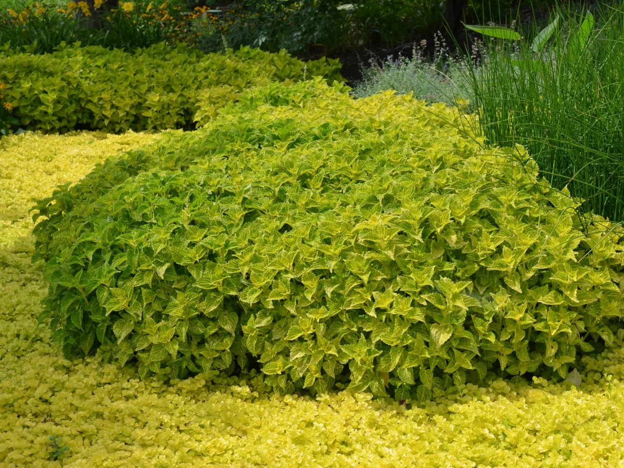 17 Beautiful Plants To Grow Under Trees For Landscaping – Image 29