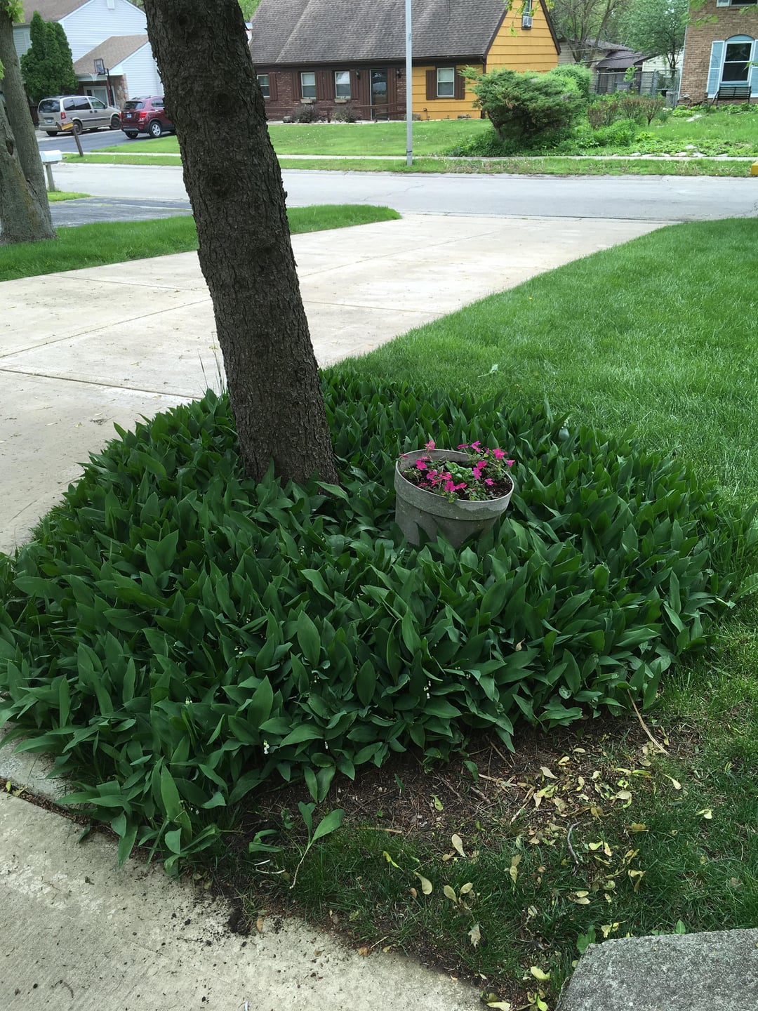 17 Beautiful Plants To Grow Under Trees For Landscaping – Image 31