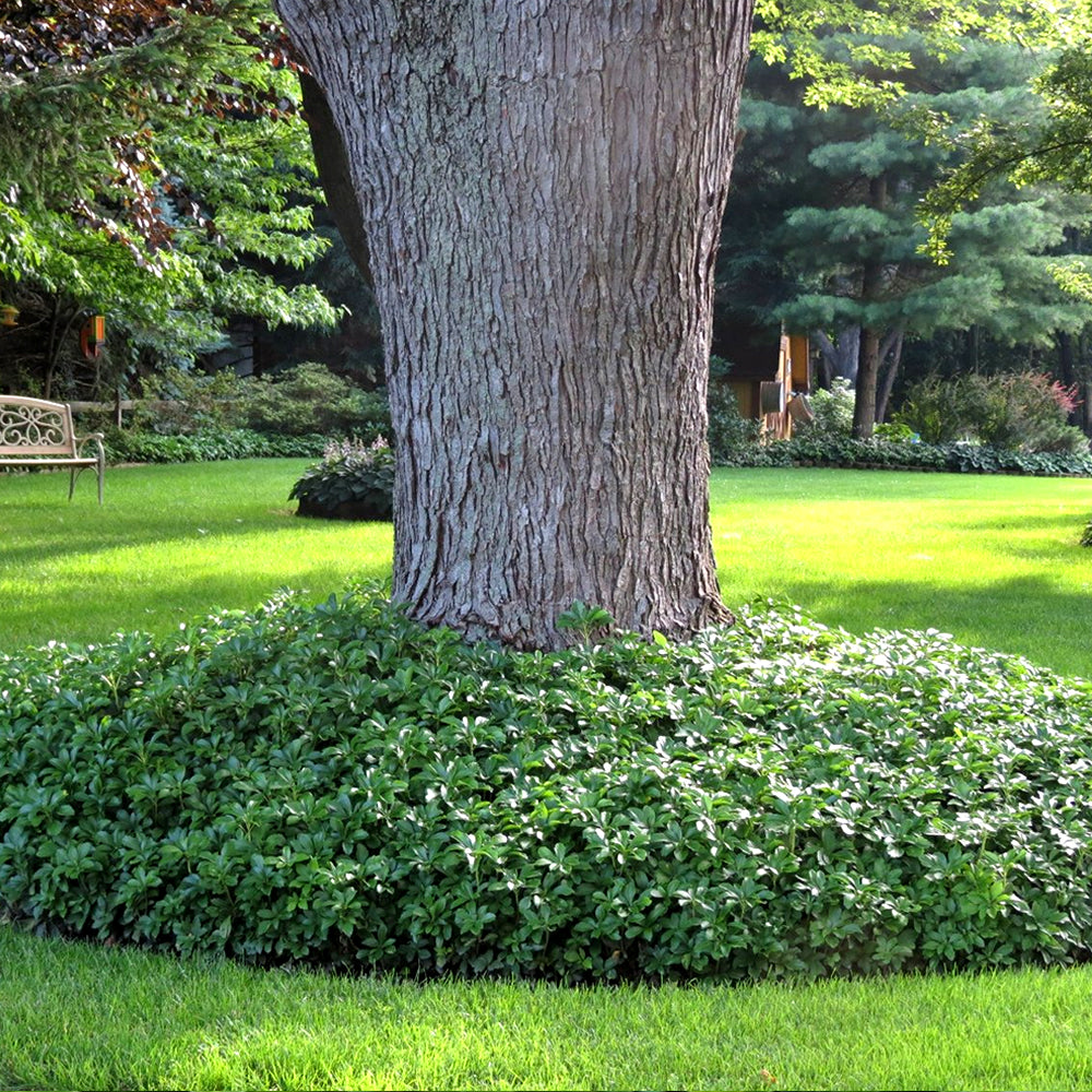 17 Beautiful Plants To Grow Under Trees For Landscaping – Image 35