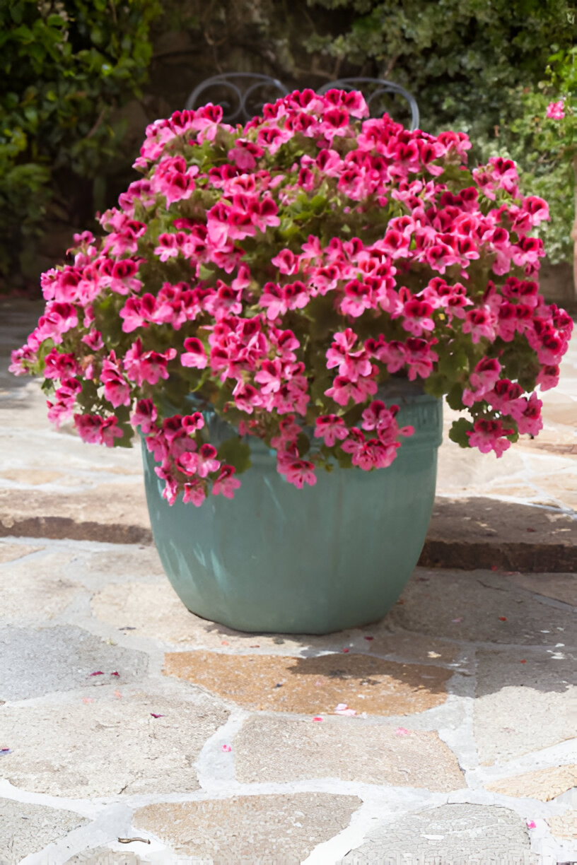 18 Best Potted Plants For Porch – (Shaded And Full Sun) – Image 3