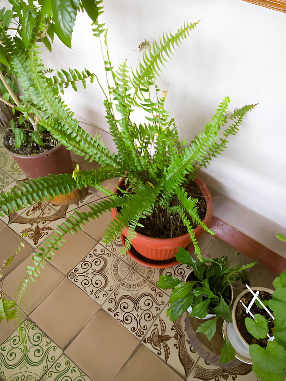 18 Best Potted Plants For Porch – (Shaded And Full Sun) – Image 5