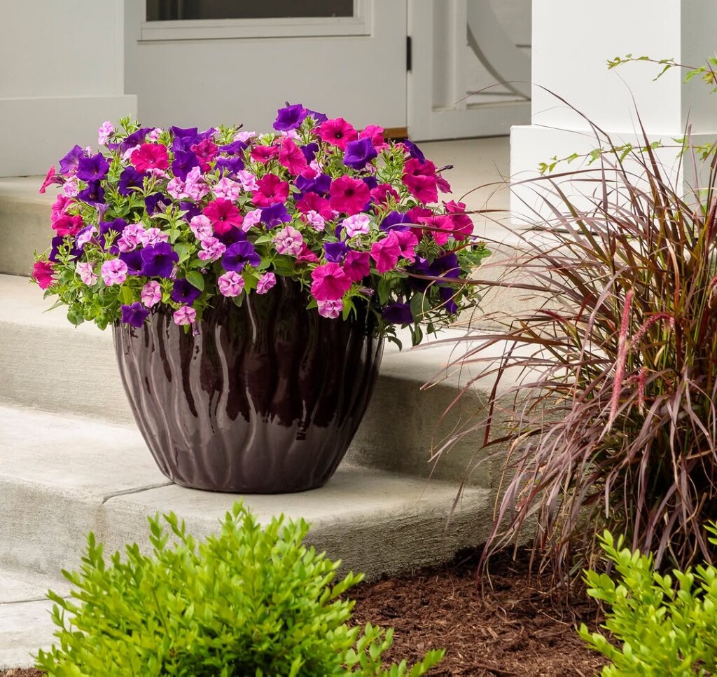 18 Best Potted Plants For Porch – (Shaded And Full Sun) – Image 7