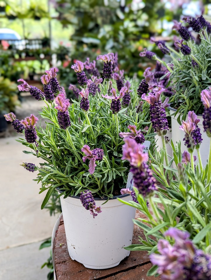 18 Best Potted Plants For Porch – (Shaded And Full Sun) – Image 11