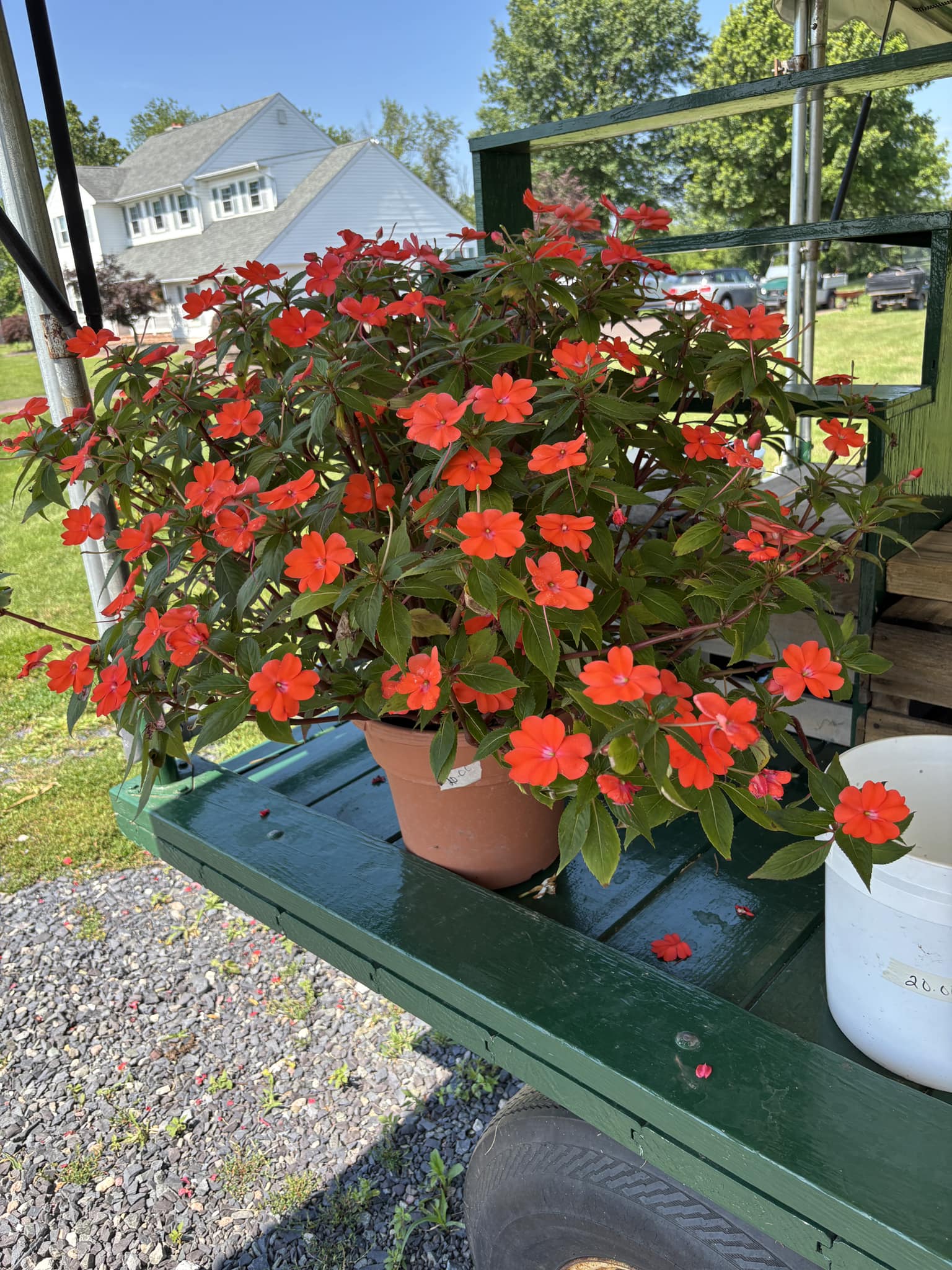 18 Best Potted Plants For Porch – (Shaded And Full Sun) – Image 13