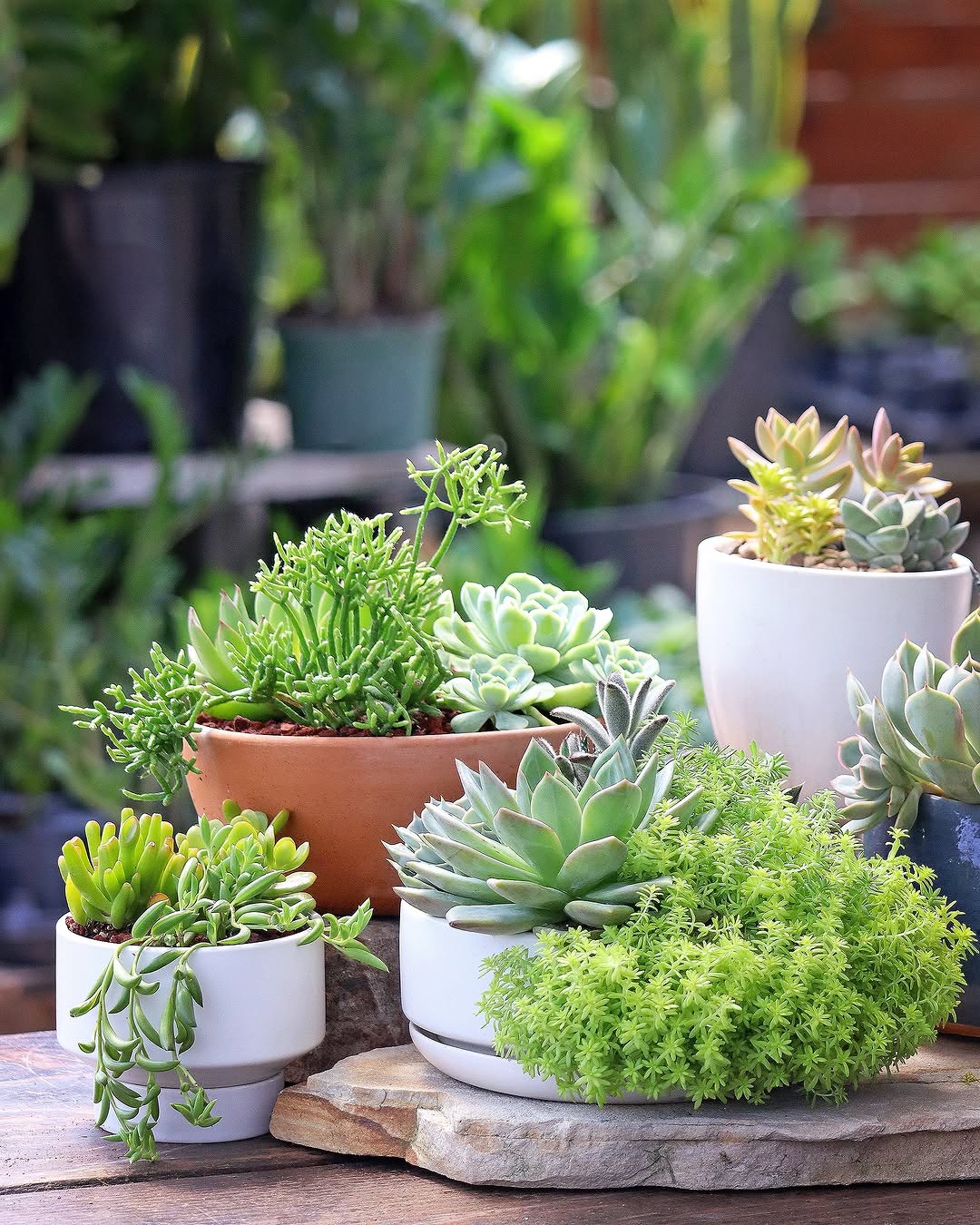 18 Best Potted Plants For Porch – (Shaded And Full Sun) – Image 15