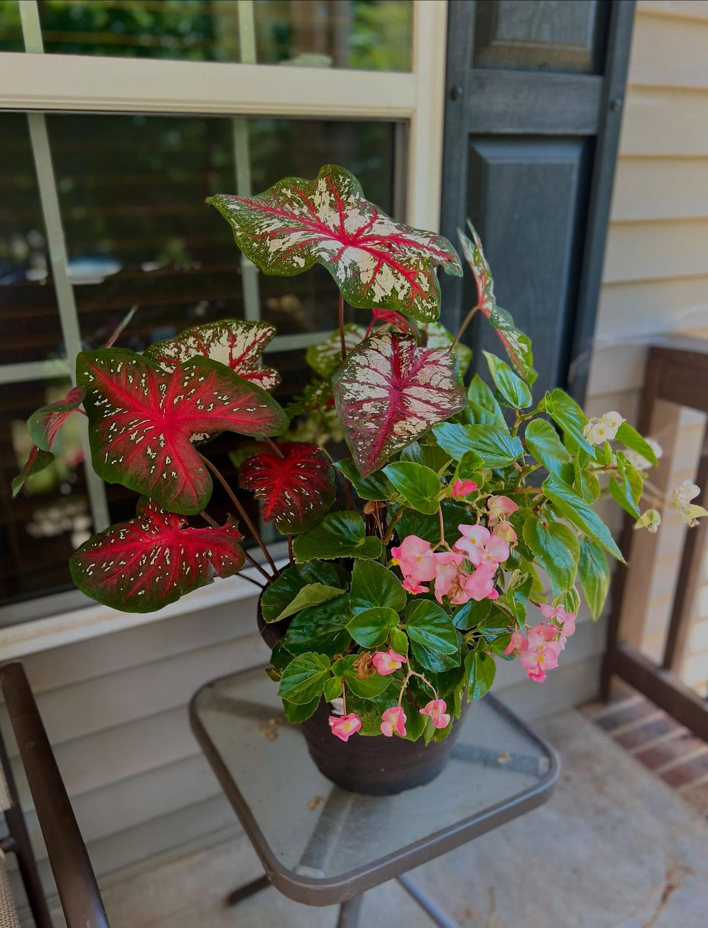 18 Best Potted Plants For Porch – (Shaded And Full Sun) – Image 17
