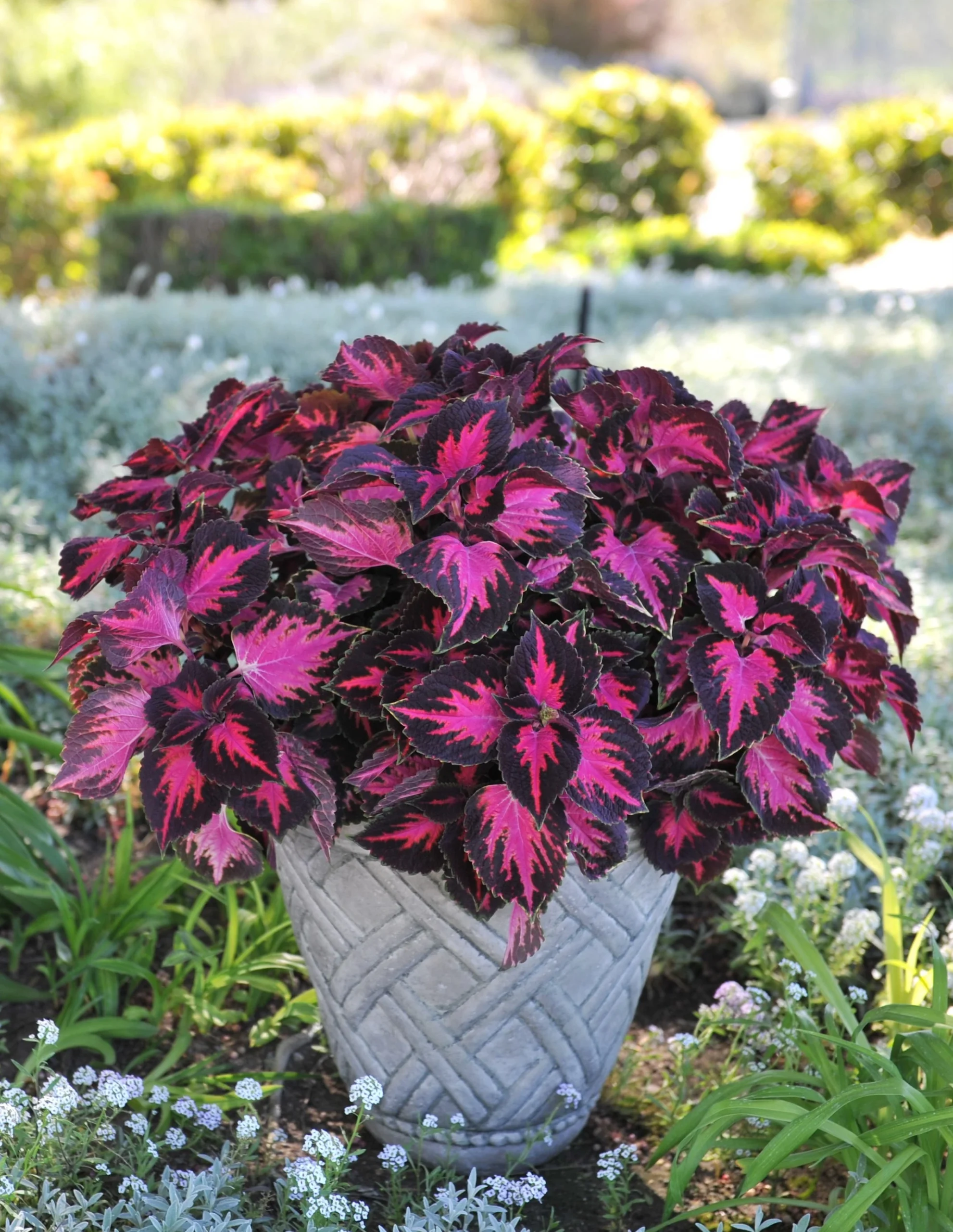 18 Best Potted Plants For Porch – (Shaded And Full Sun) – Image 21