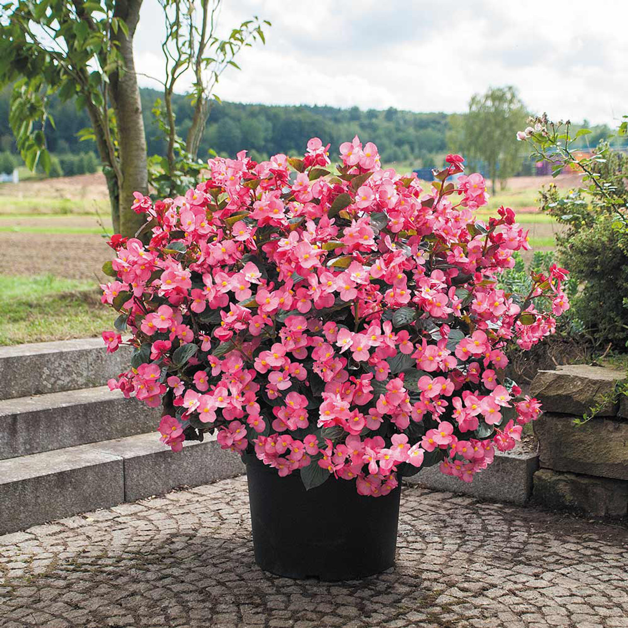 18 Best Potted Plants For Porch – (Shaded And Full Sun) – Image 23