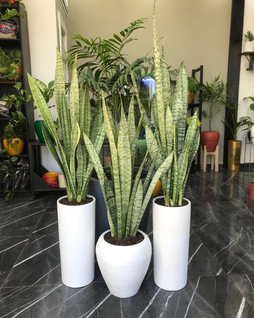 18 Best Potted Plants For Porch – (Shaded And Full Sun) – Image 25