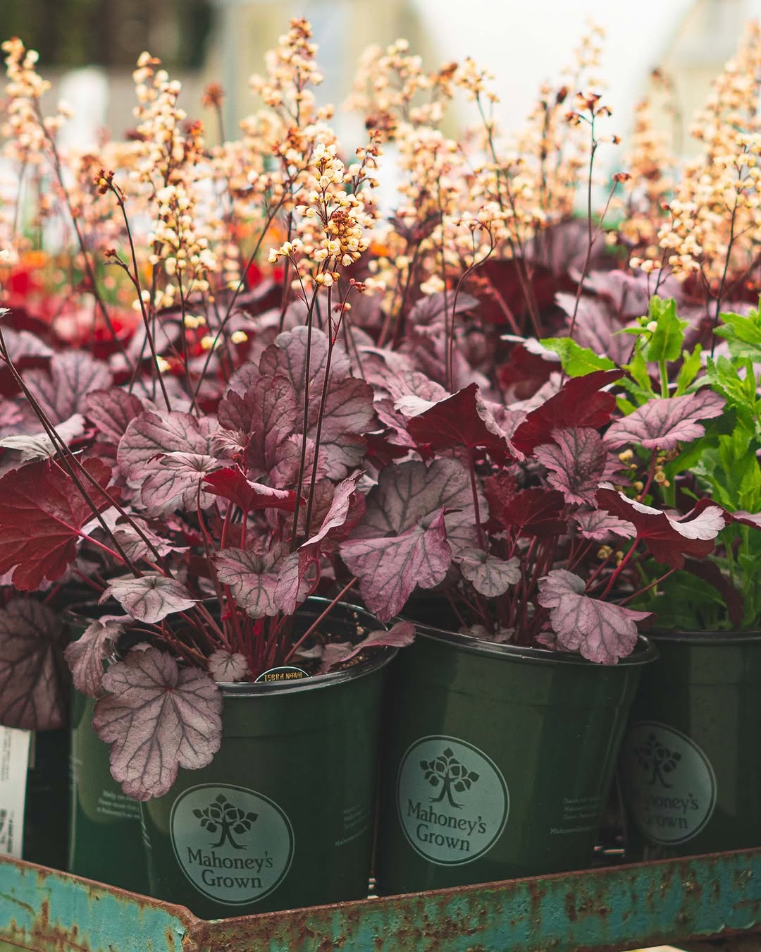 18 Best Potted Plants For Porch – (Shaded And Full Sun) – Image 27