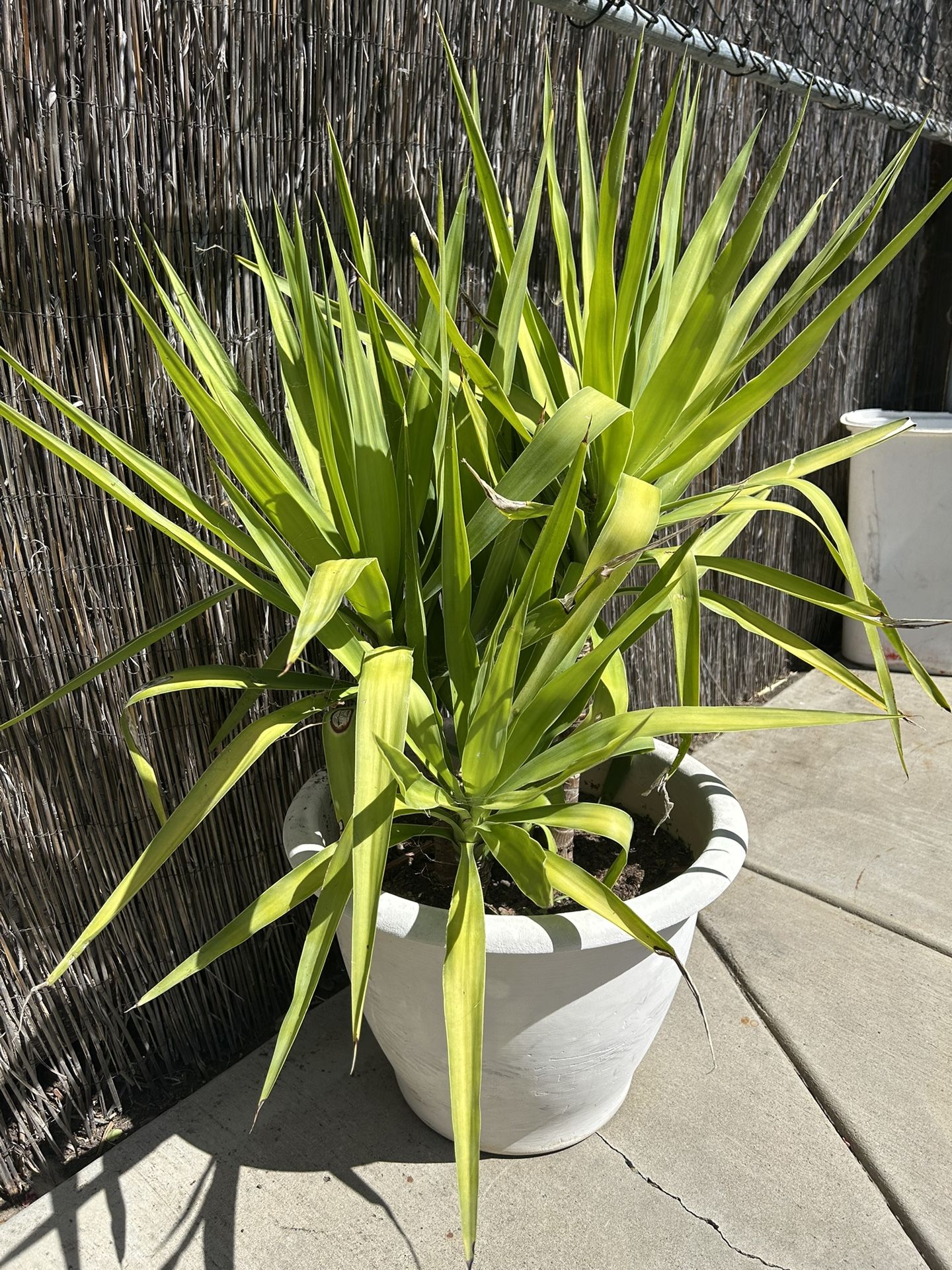 18 Best Potted Plants For Porch – (Shaded And Full Sun) – Image 29