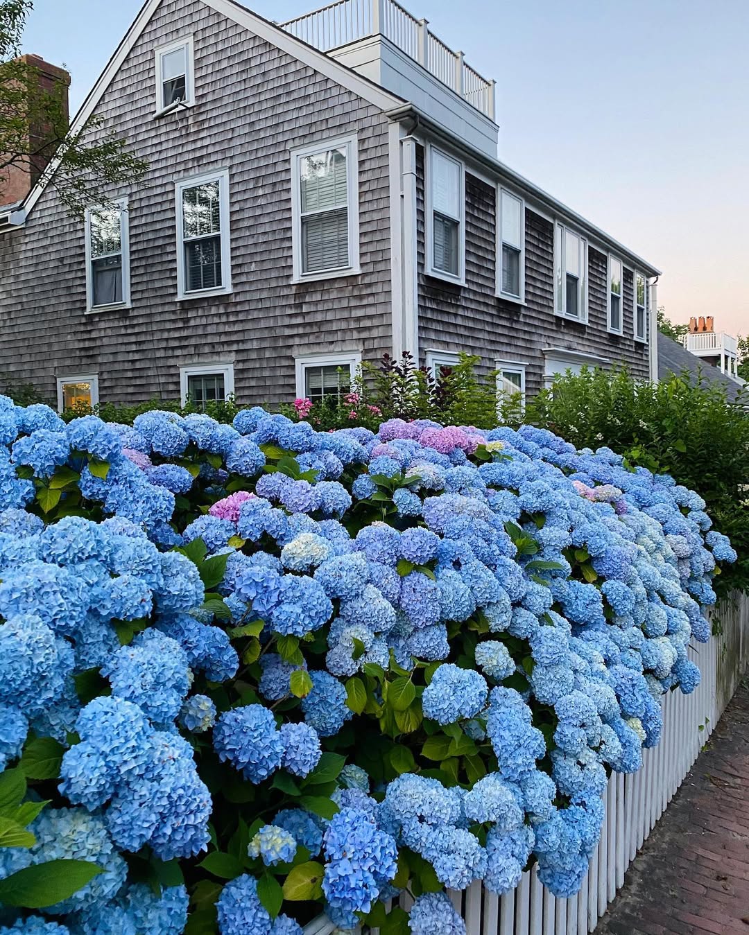 18 Best Shrubs for Front of House to Instantly Boost Curb Appeal – Image 5