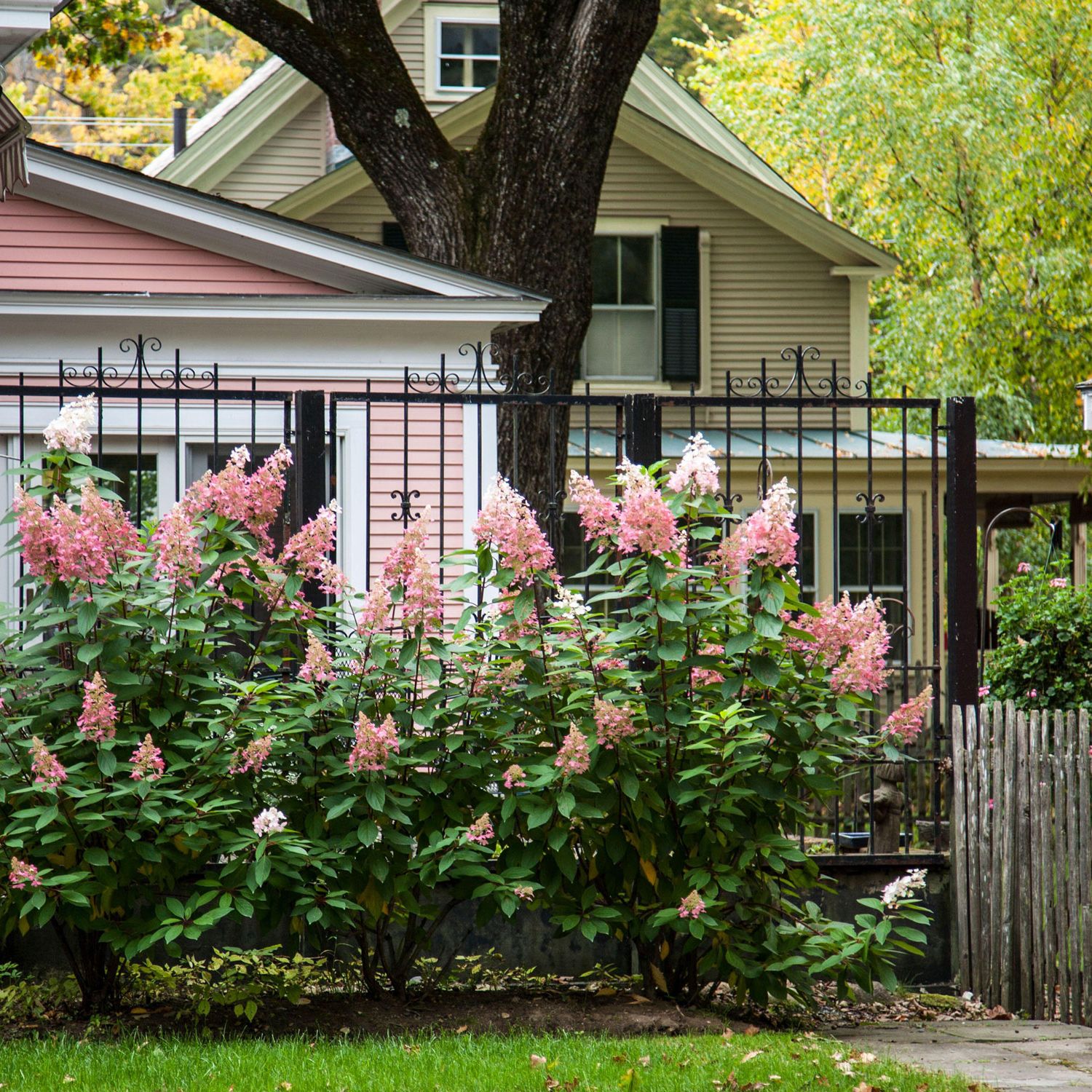 18 Best Shrubs for Front of House to Instantly Boost Curb Appeal – Image 9