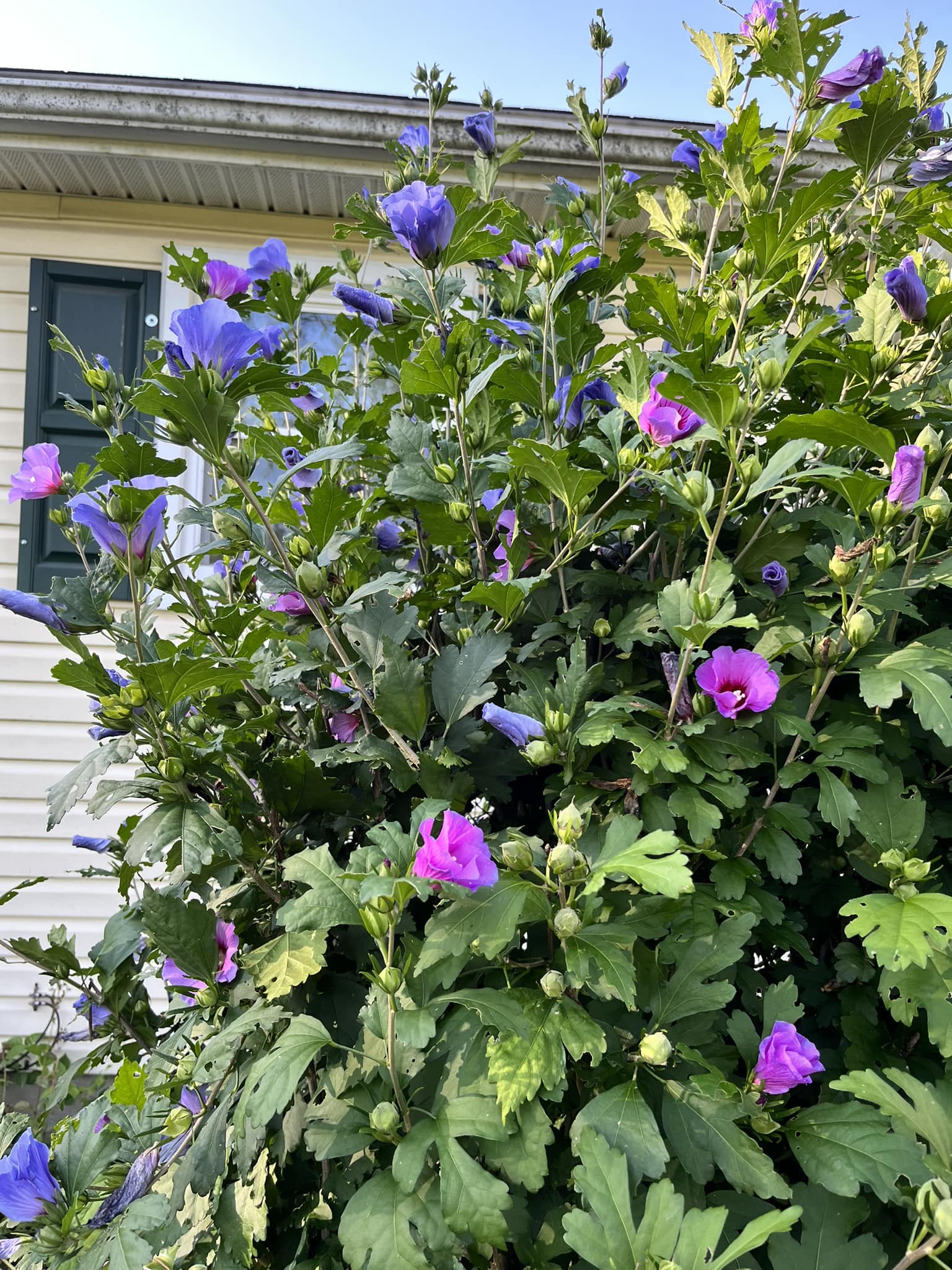 18 Best Shrubs for Front of House to Instantly Boost Curb Appeal – Image 11