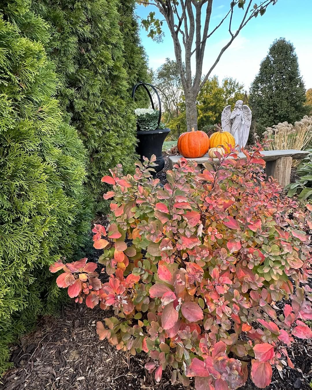 18 Best Shrubs for Front of House to Instantly Boost Curb Appeal – Image 17