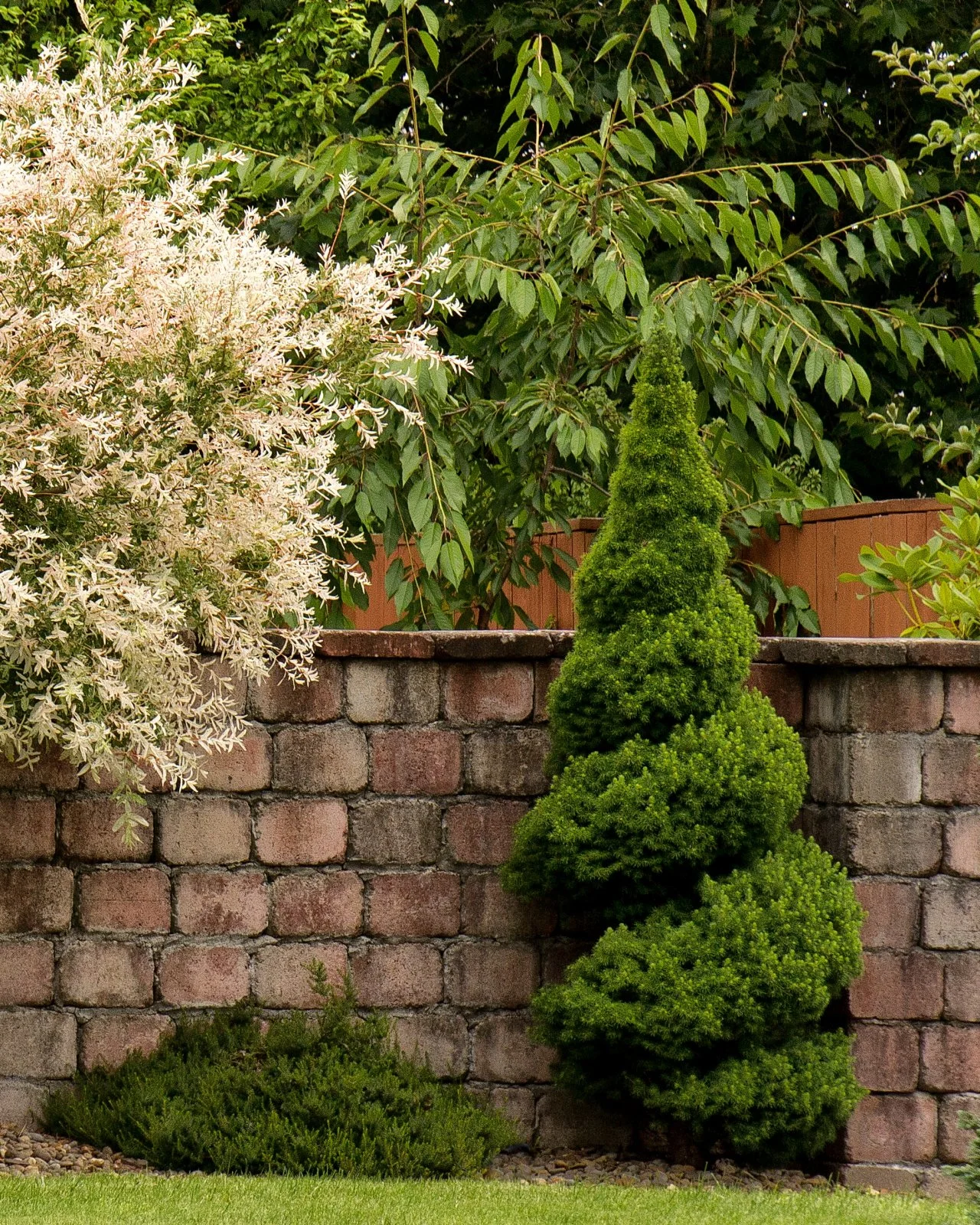 18 Best Shrubs for Front of House to Instantly Boost Curb Appeal – Image 23