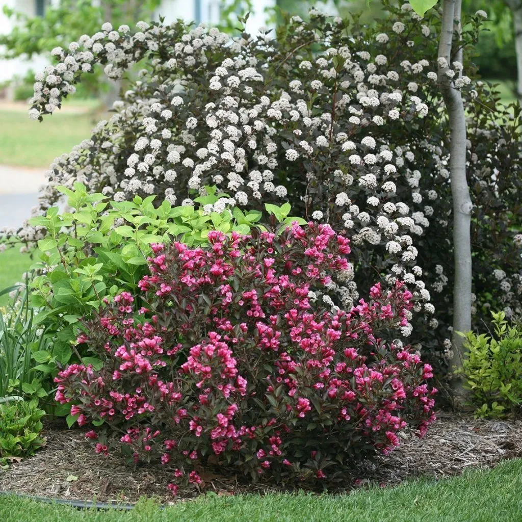 18 Best Shrubs for Front of House to Instantly Boost Curb Appeal – Image 25