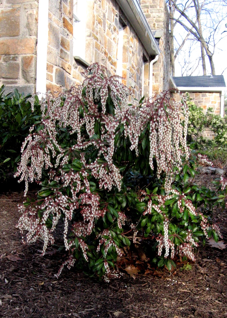 18 Best Shrubs for Front of House to Instantly Boost Curb Appeal – Image 27