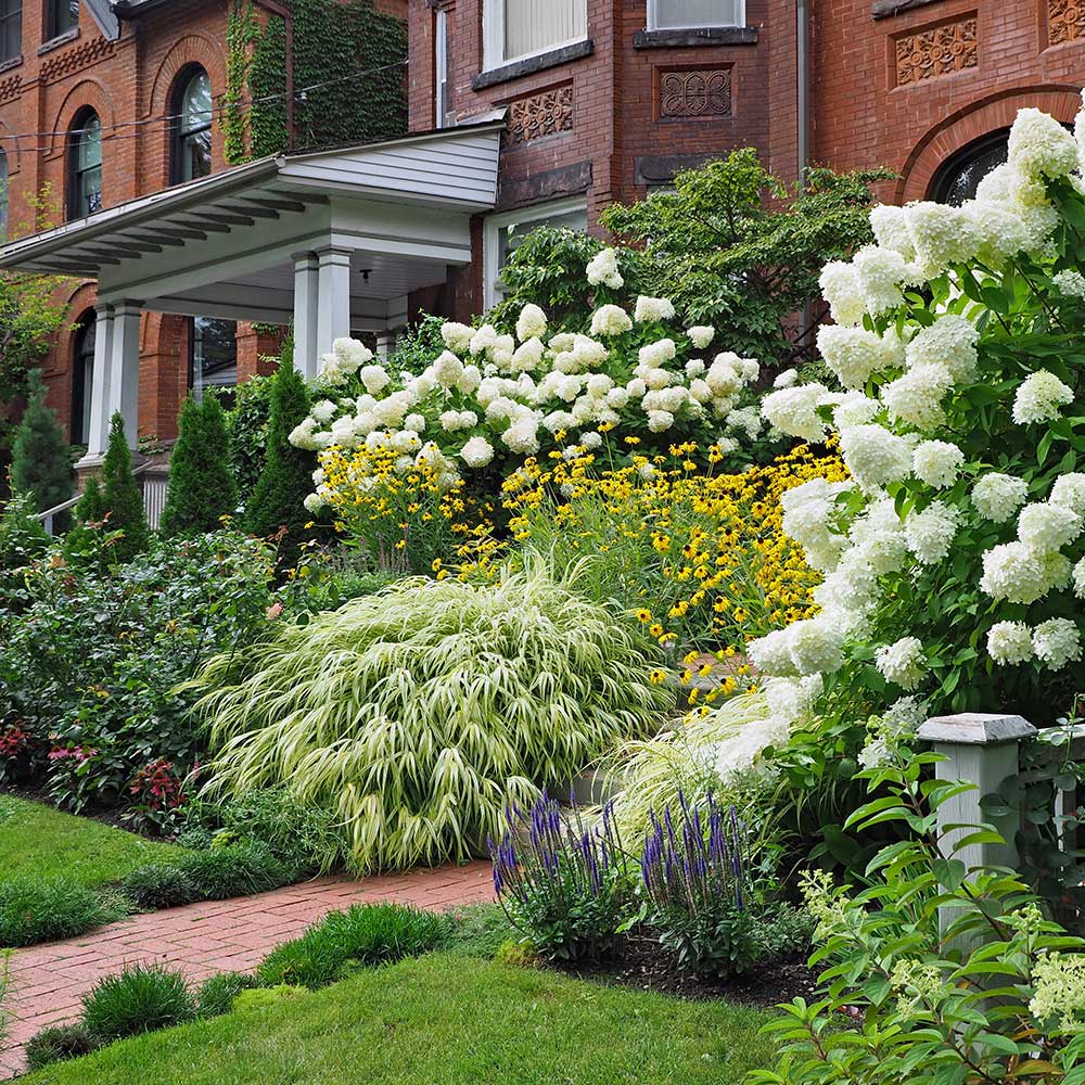 18 Best Shrubs for Front of House to Instantly Boost Curb Appeal – Image 29