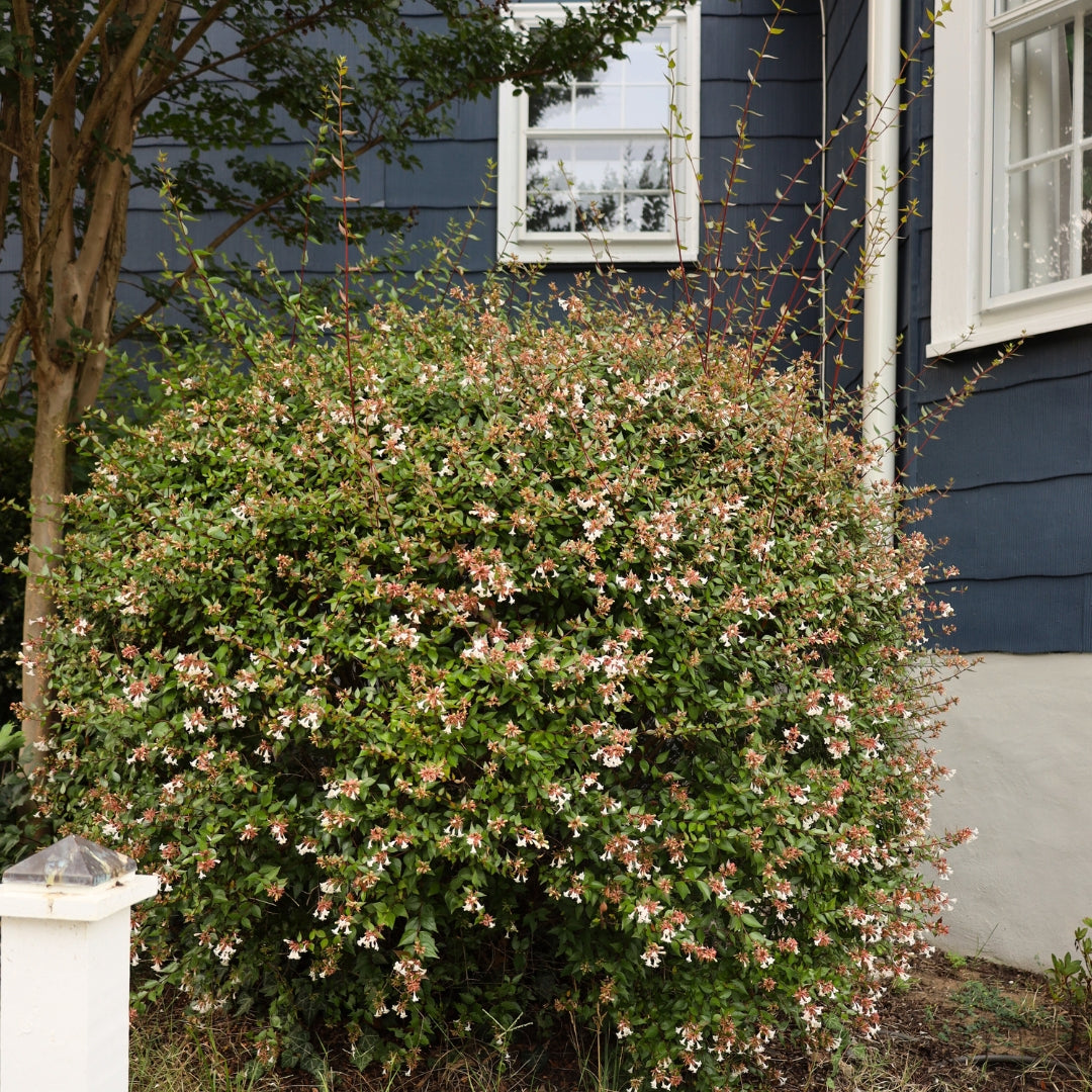 18 Best Shrubs for Front of House to Instantly Boost Curb Appeal – Image 31