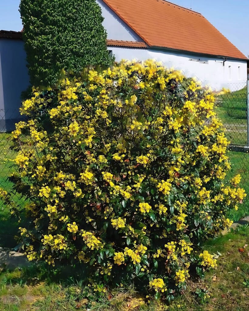 18 Best Shrubs for Front of House to Instantly Boost Curb Appeal – Image 33