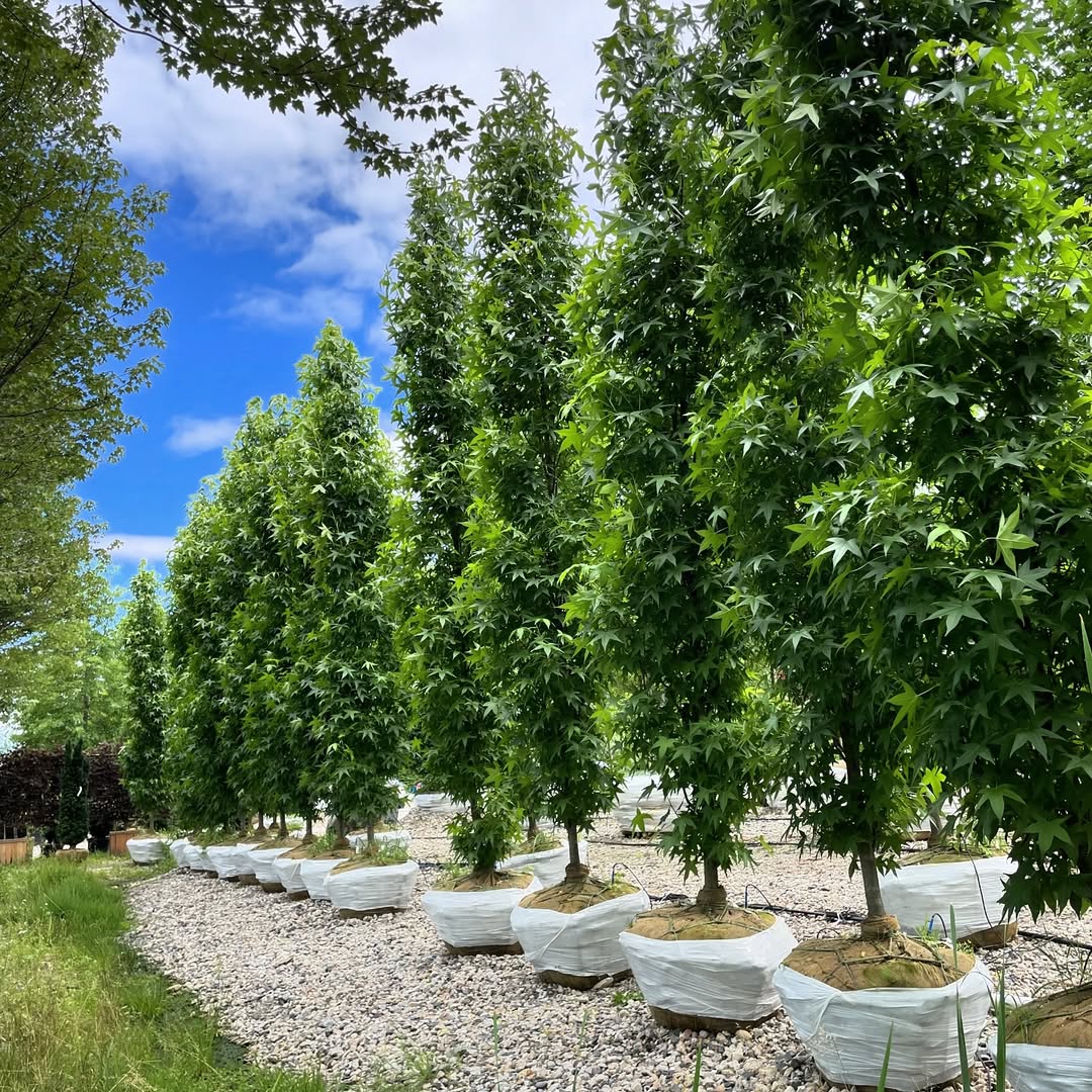 17 Best Tall Skinny Trees For Landscaping (Perfect for Small Yards) – Image 3