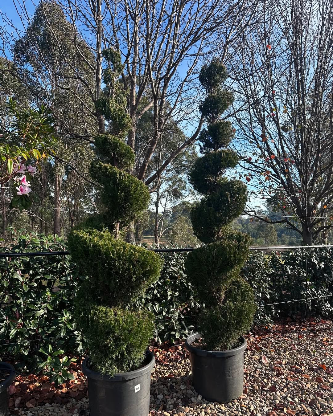 17 Best Tall Skinny Trees For Landscaping (Perfect for Small Yards) – Image 17