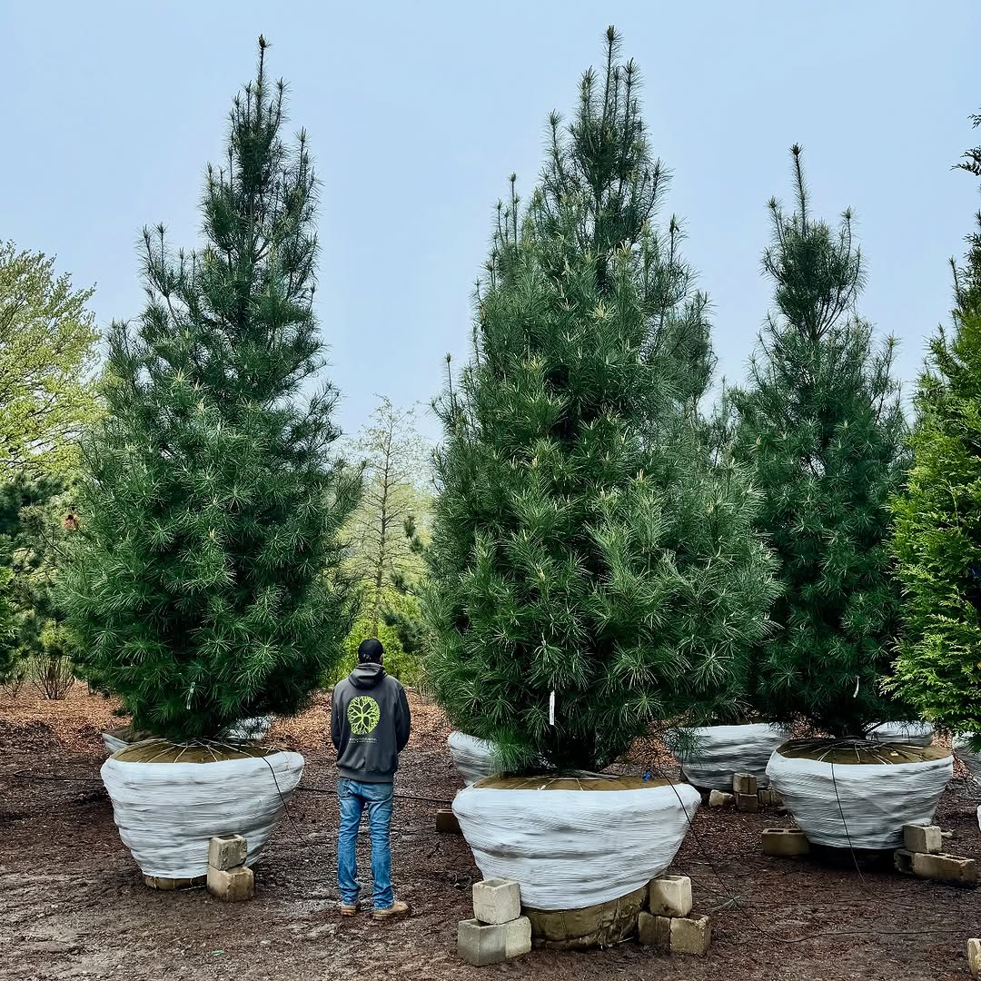 17 Best Tall Skinny Trees For Landscaping (Perfect for Small Yards) – Image 31