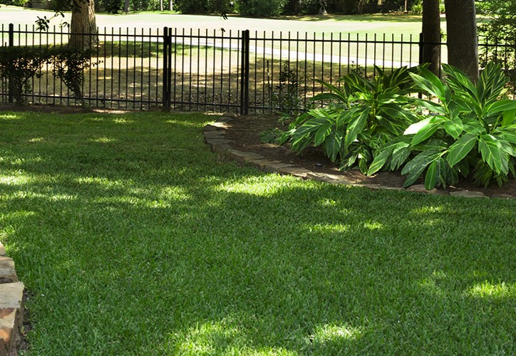 Perennial Ryegrass in Shade