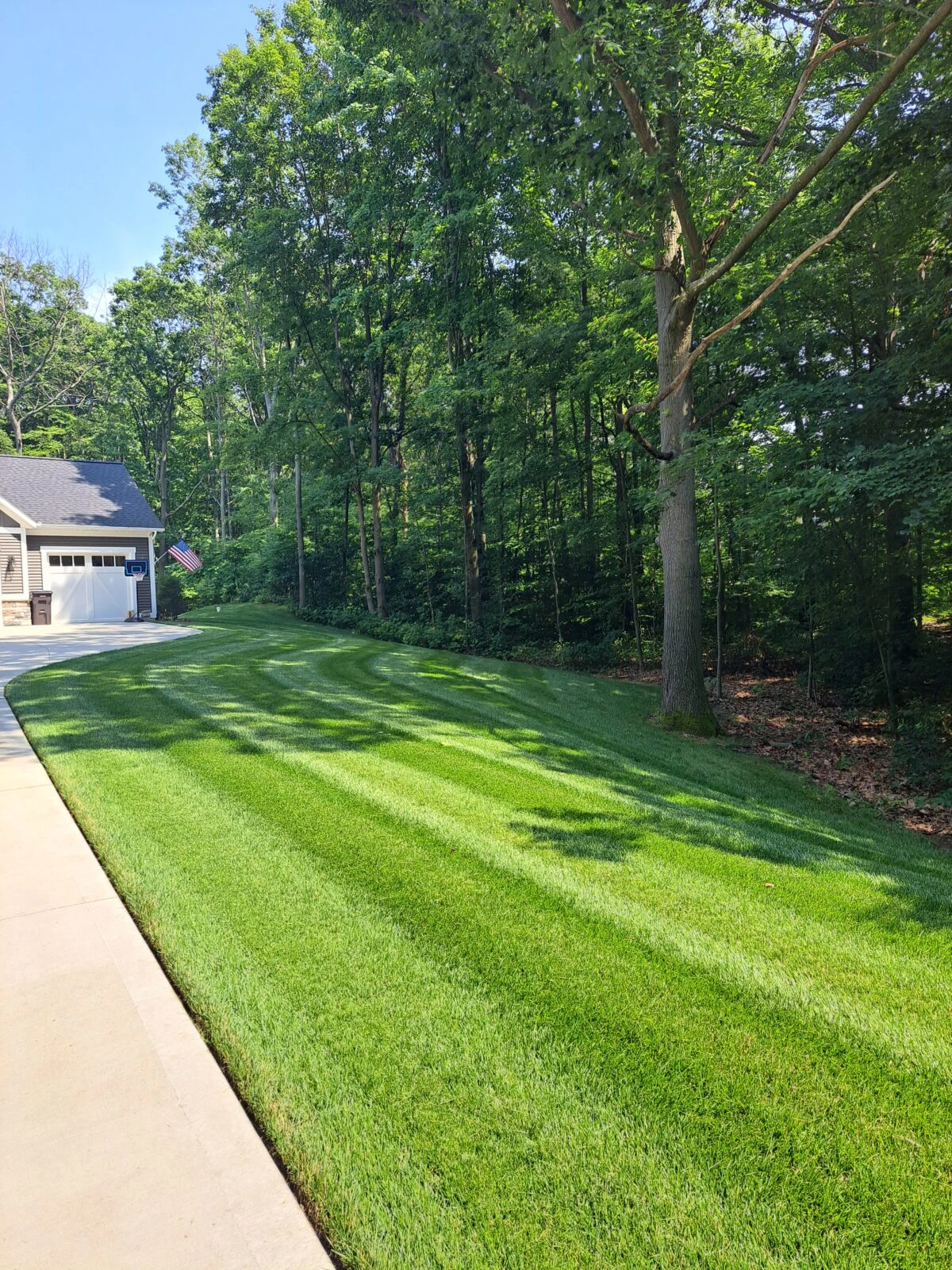 Kentucky Bluegrass in Shade