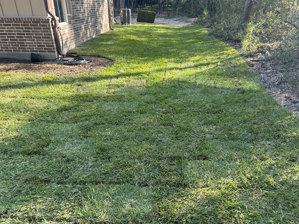 St. Augustinegrass in Shade