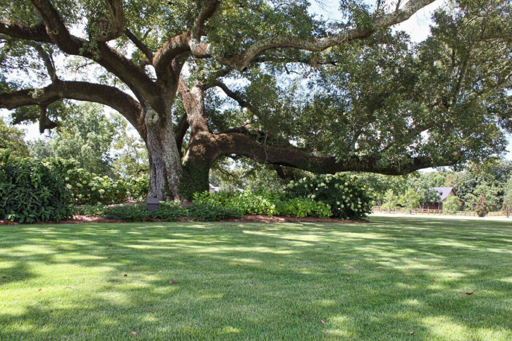 Zoysiagrass in Shade