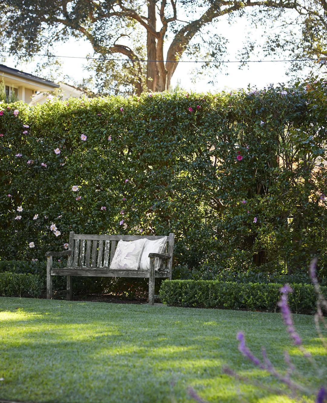 Tall Privacy Hedges Backyard Privacy Ideas