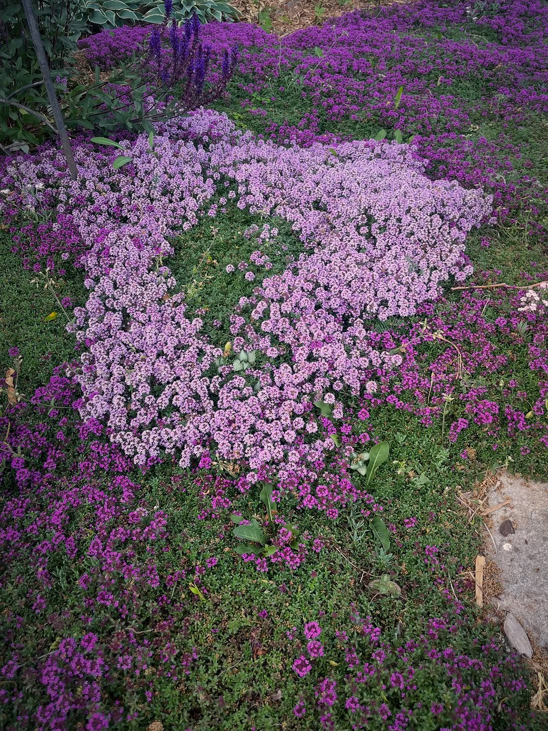 10 Creative and Cheap Ways To Cover Dirt In Backyard – Image 5