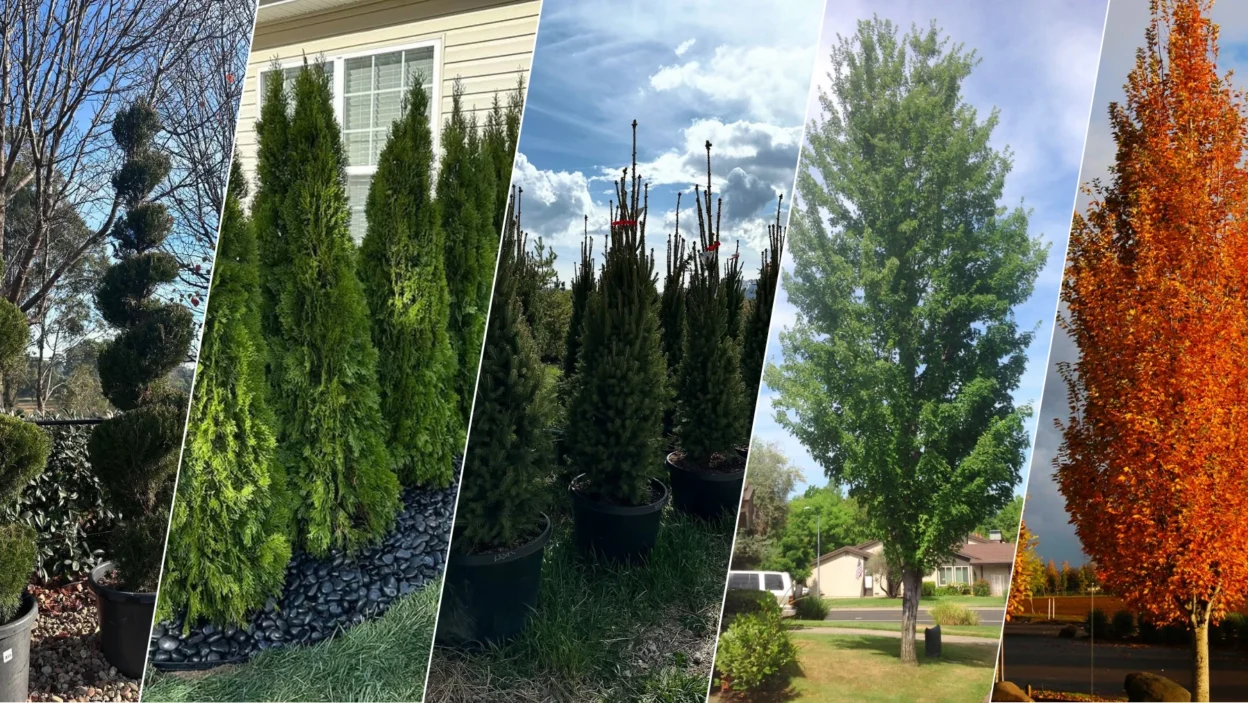 17 Best Tall Skinny Trees For Landscaping