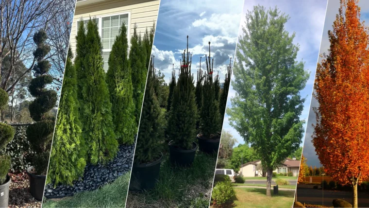 17 Best Tall Skinny Trees For Landscaping