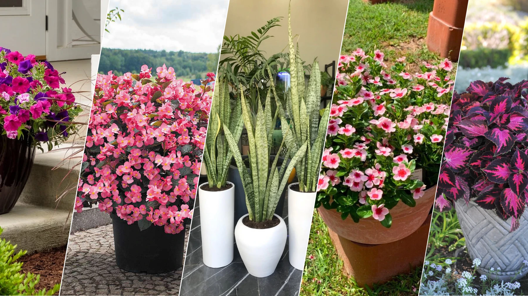 18 Best Potted Plants For Porch  (Shaded And Full Sun)