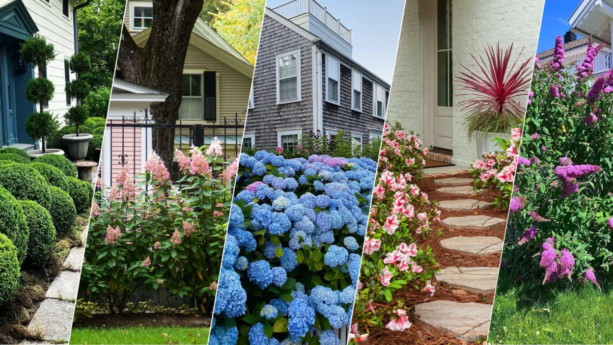 18 Best Shrubs for Front of House to Instantly Boost Curb Appeal