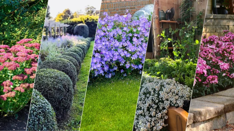 21 Best Edging Plants for Lawn and Garden Borders