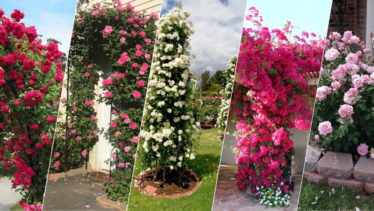 Best Disease-Resistant Roses That Bloom Beautifully