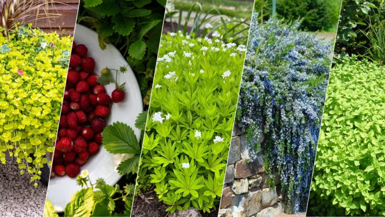 Best Edible Ground Cover Plants For Your Yard