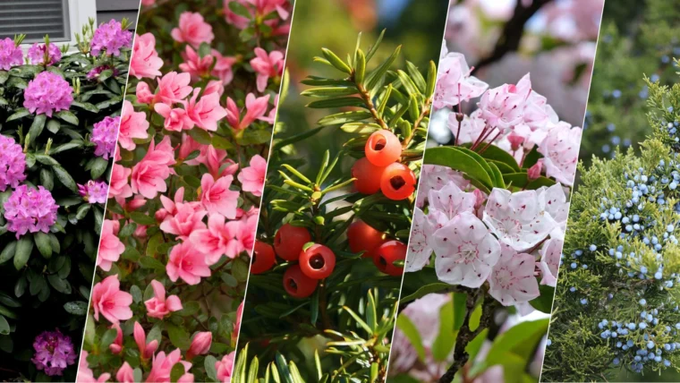 Best Evergreen Plants For Front Yard
