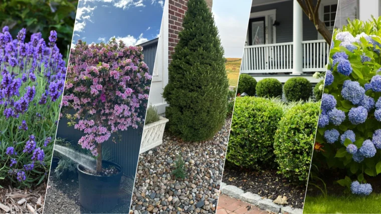 Best Foundation Plants For The Front Of Your House