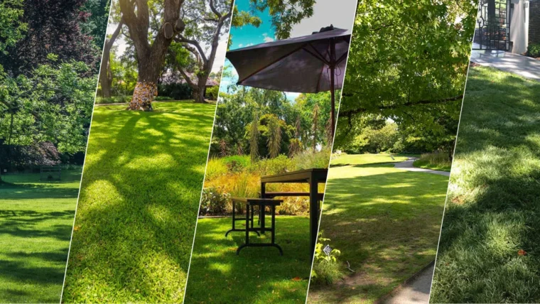 Best Grasses for Shade to Keep Your Lawn Green Year-Round